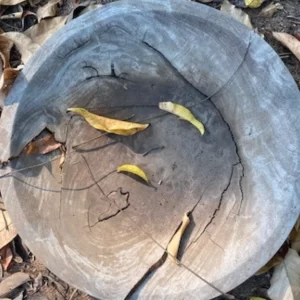 Mindfulness Meditation Retreats in Mozambique and Online