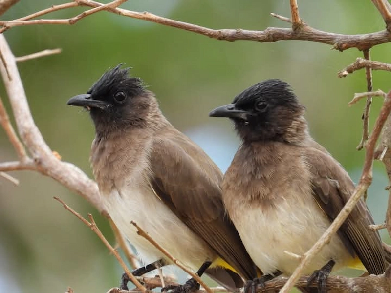 Bulbul birds in Mozambique. The Persian word for Nightingale