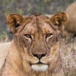 Bush Beach & Wellbeing 7 Day Men's Retreat Zinave National Park & Bazaruto Archipelago October 2025