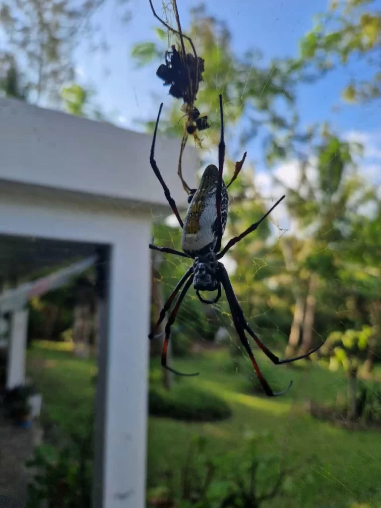 Mindfulness meditation in nature MindWise golden orb spider (Nephila Pilipes) at our house