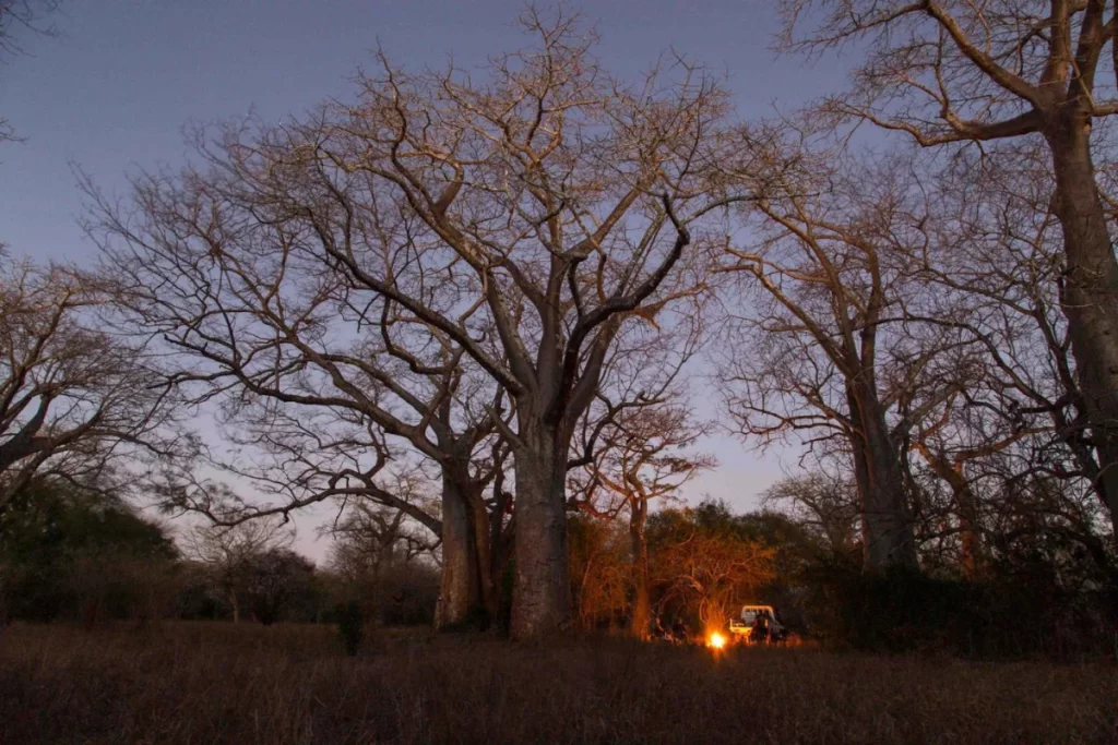 Zinave National Park 7 Day Men's Retreat Bush Beach & Wellbeing October 2025