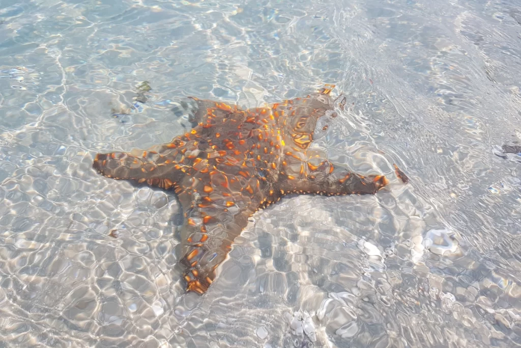 Solo One to One Wellbeing Retreats & Mindful Holidays in Africa and Online MindWise
