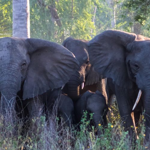 Elephants Mozambique