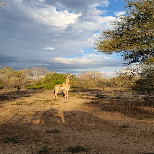 Giraffe Zinave National Park Mozambique, Africa Women's Wellness & Meditation Retreat
