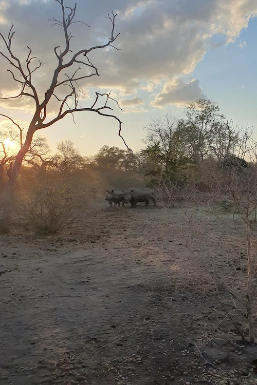 Rhinos Zinave National Park Mozambique, Africa Women's Wellness & Meditation Retreat