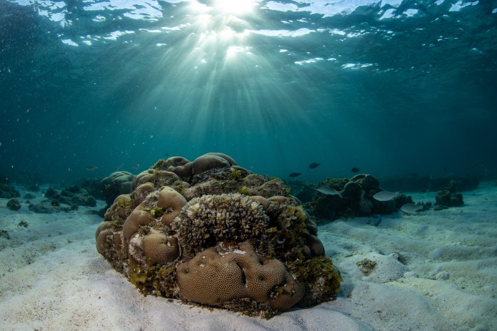 The pristin coral of the Bazaruto Archipelago