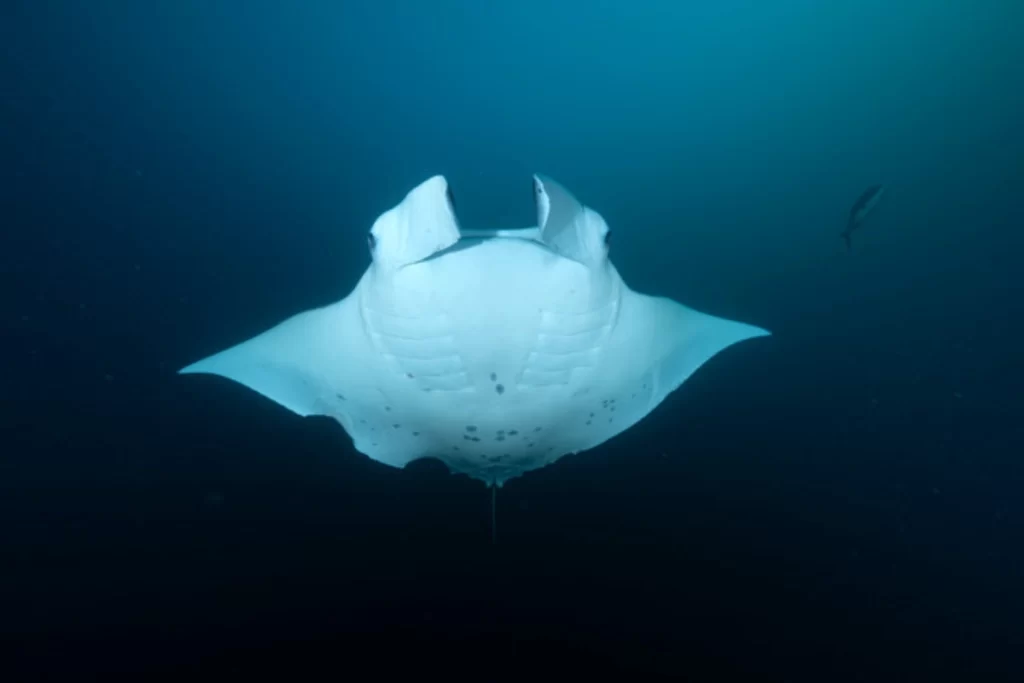 Manta rays gliding gracefully through the clear waters of the Indian Ocean off Mozambique’s Bazaruto Archipelago