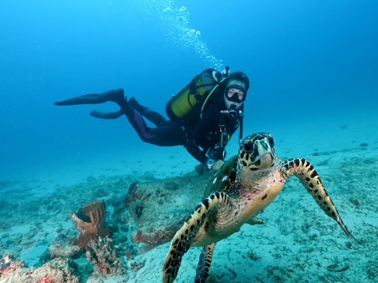 A diver swimming alongside a sea turtle in the clear waters of Mozambique’s Bazaruto Archipelago, surrounded by vibrant marine life and coral reef.
