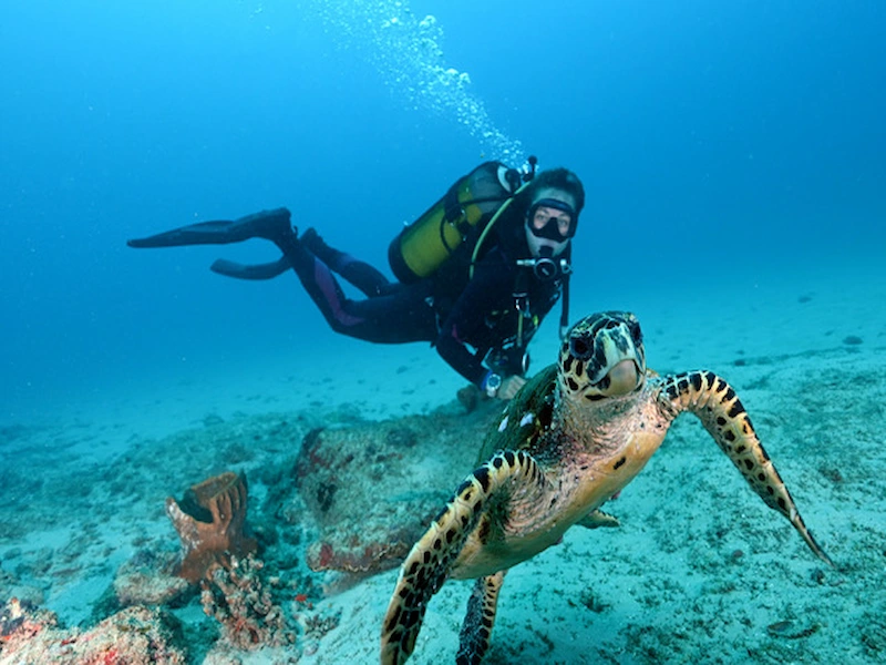 A diver swimming alongside a sea turtle in the clear waters of Mozambique’s Bazaruto Archipelago, surrounded by vibrant marine life and coral reef.