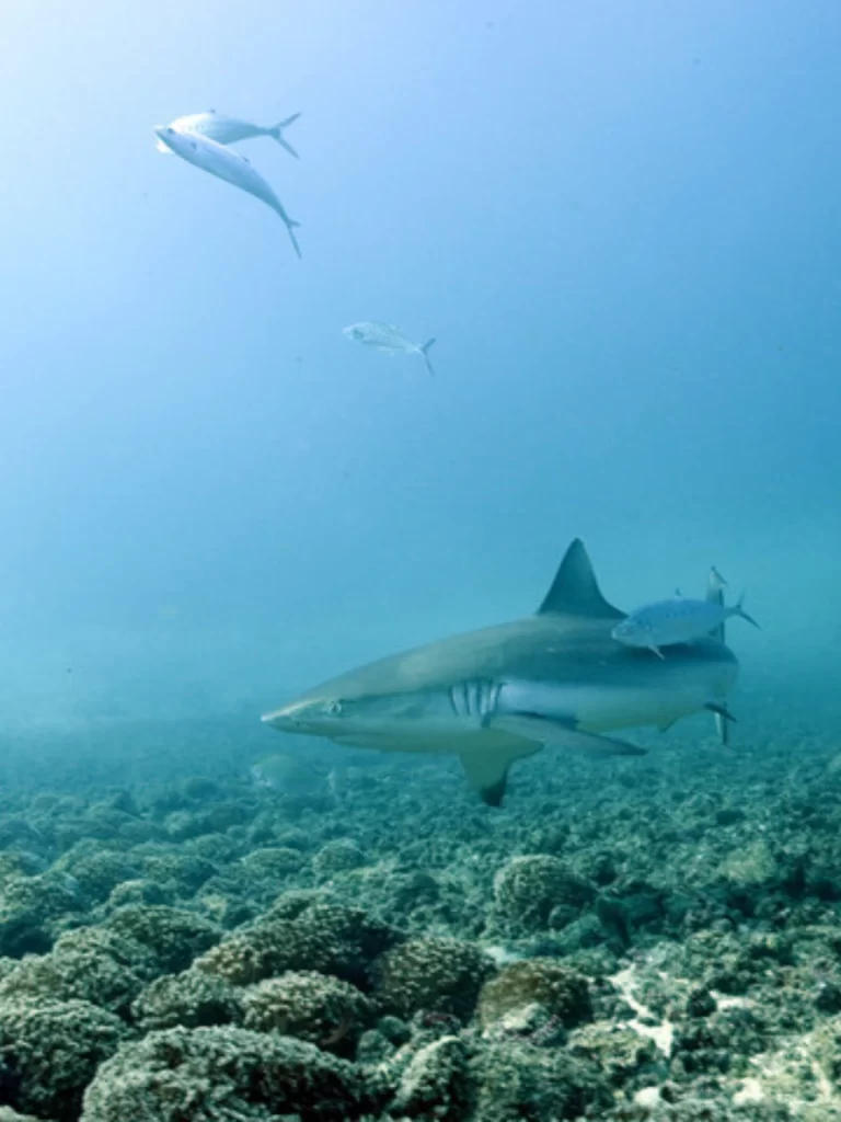 A shark swimming through clear waters in Mozambique’s Bazaruto Archipelago in Mozambique, surrounded by open ocean and marine life.