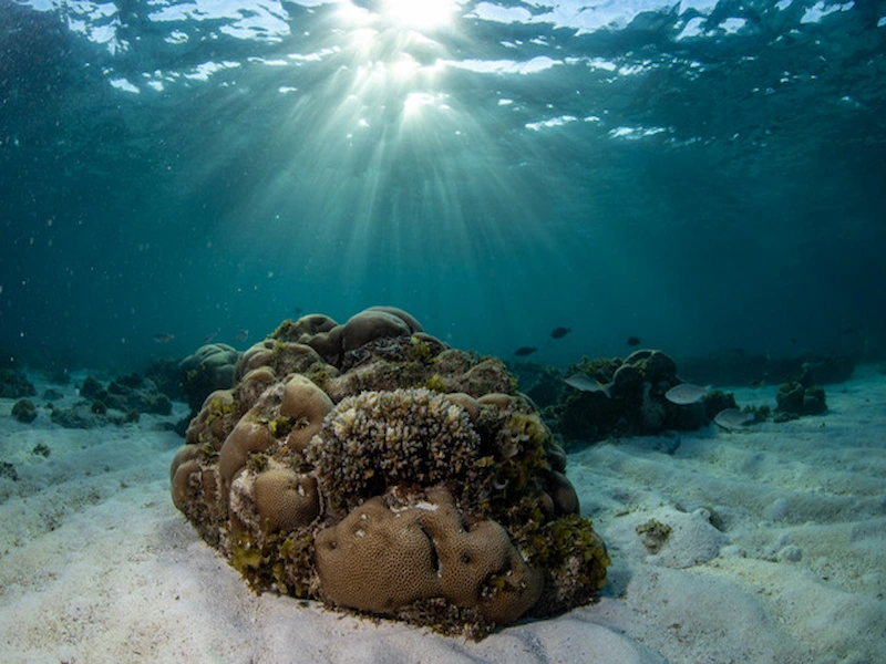 Crystal-clear ocean waters above a thriving reef ecosystem in Bazaruto Archipelago Mozambique Africa