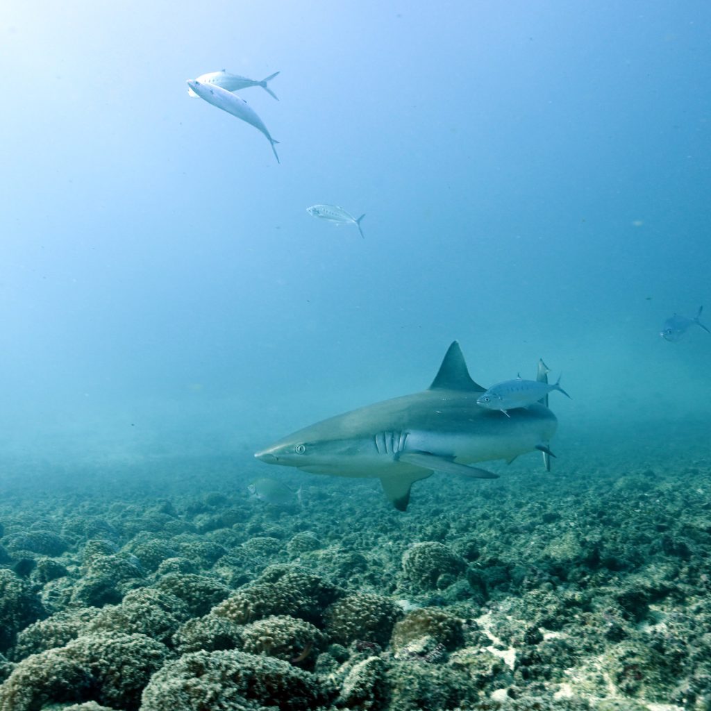 Shark spotting in the Bazaruto Archipelago