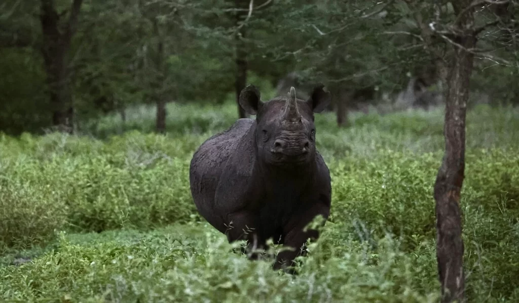 Endangered black rhinoceros in open grassland, Zinave National Park, Mozambiqu