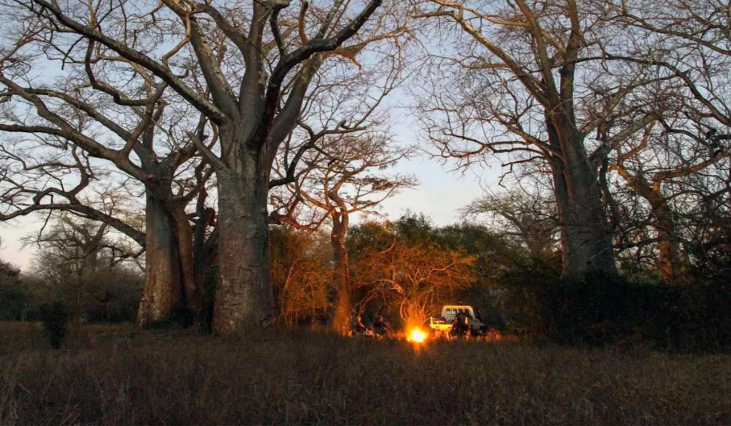 Nighttime scene at a bush camp in Zinave National Park with tents and soft lighting