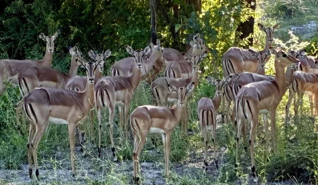 Female impalas gathered in the bush in Zinave National Park