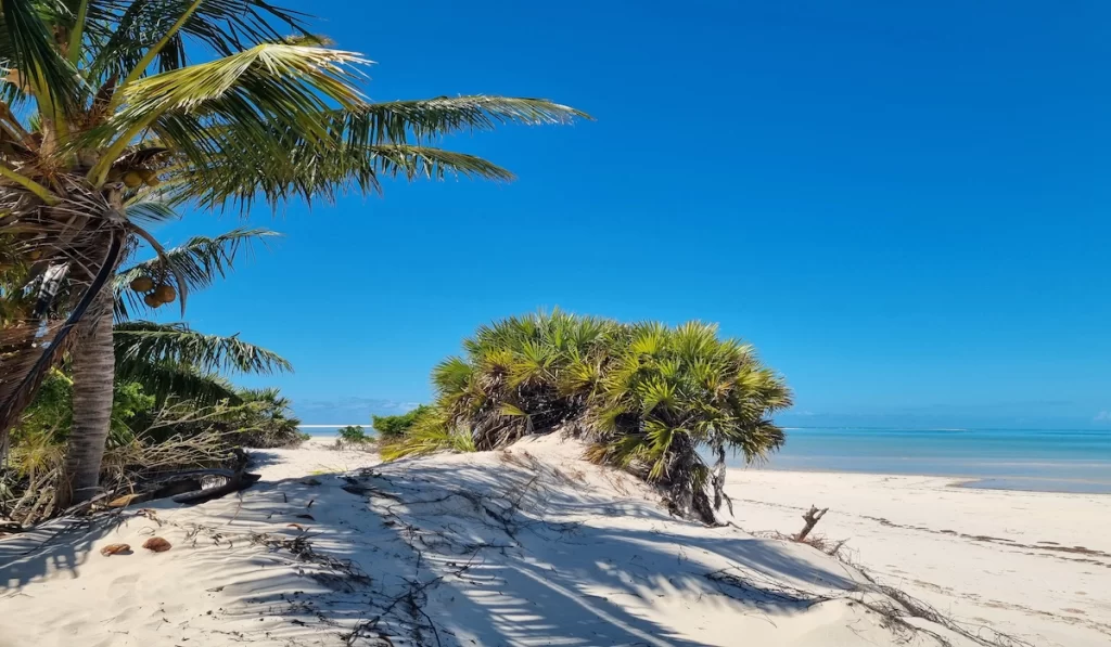 Coconut palms lining a quiet beach on Magaruque Island in the Bazaruto Archipelago