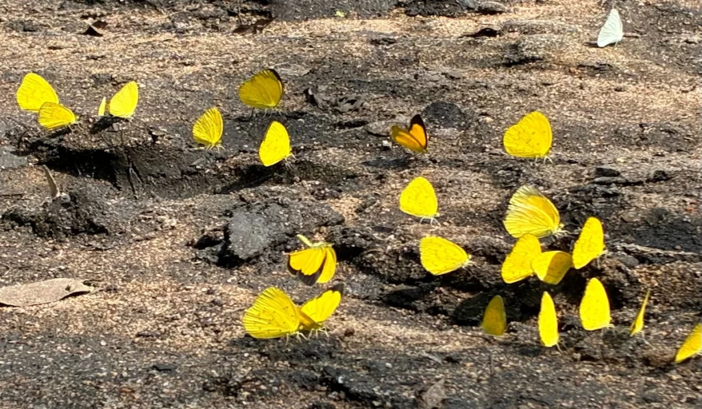 Bright butterflies among wild plants in Zinave National Park, Mozambique
