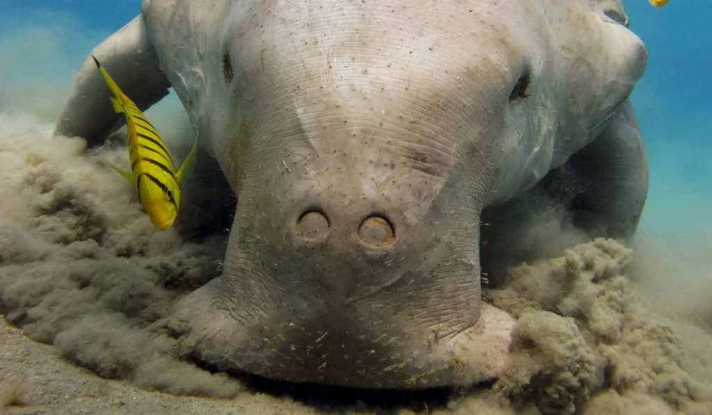 Marine dugong moving through seagrass in the Bazaruto Archipelago, Mozambique