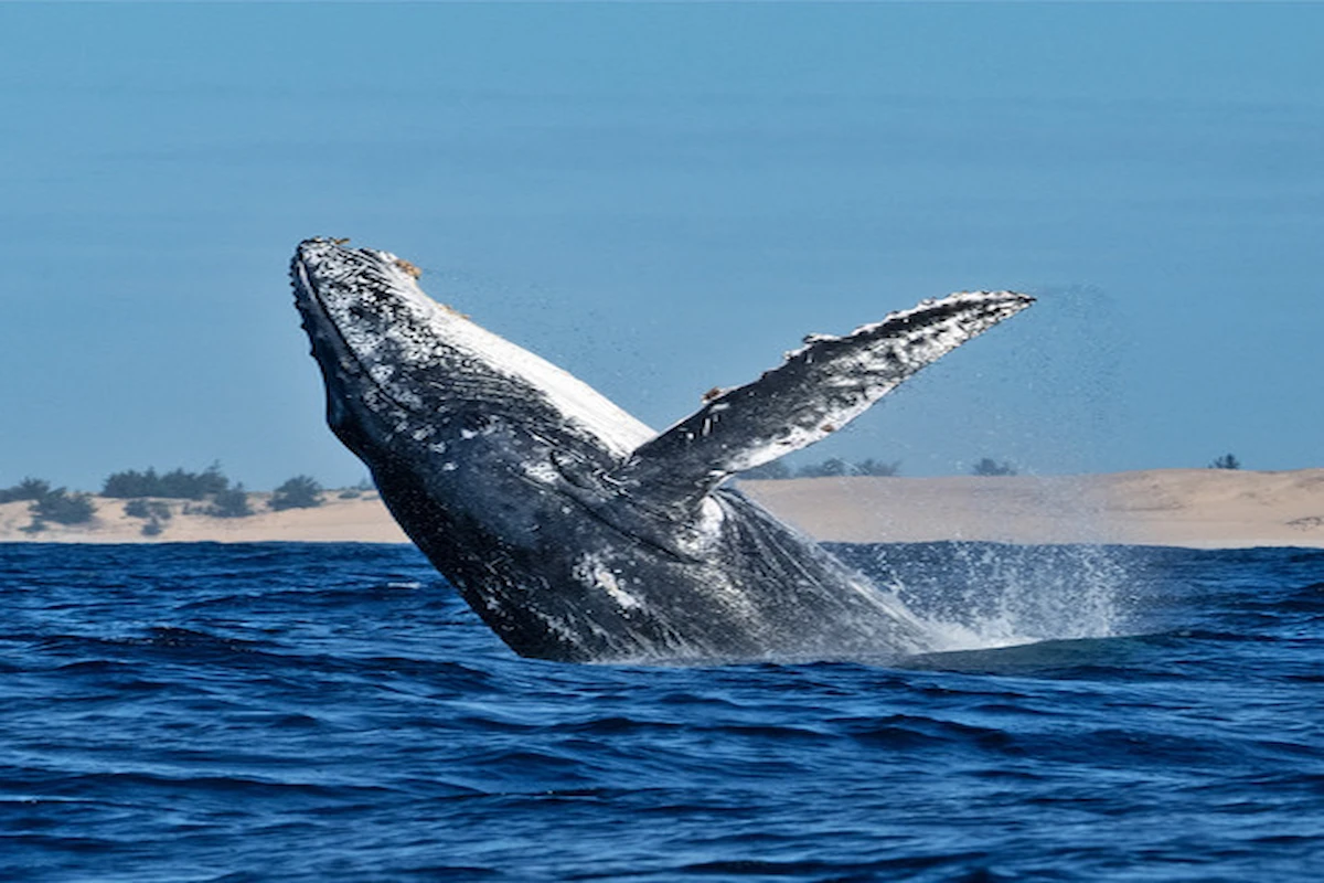 Humpback whale breaching from the ocean off the coast of Mozambique, surrounded by sparkling blue water during a diving and meditation retreat in a tranquil marine setting
