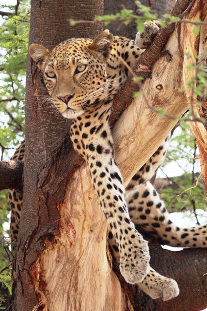Leopard at Matetsi Game Reserve Victoria Falls Zimbabwe