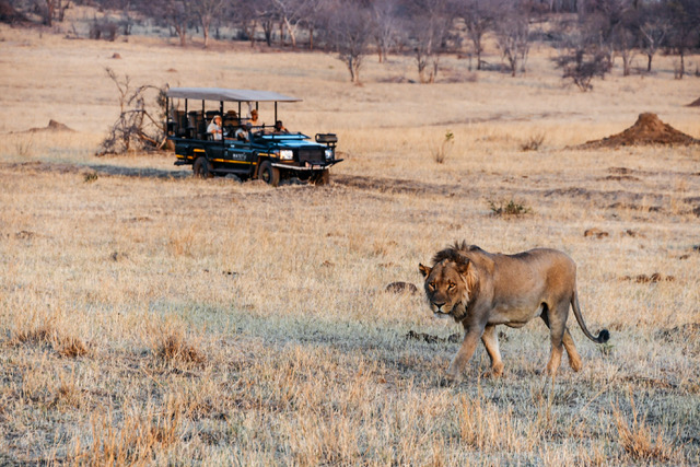 Male lion at Matetsi Game Reserve Victoria Falls Zimbabwe