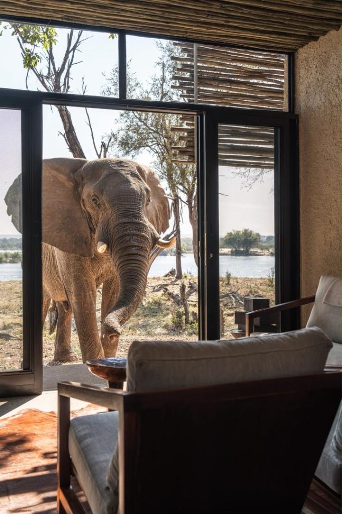 Majestic Elephant in front of guest room at Matetsi Lodge Victoria Falls Zimbabwe